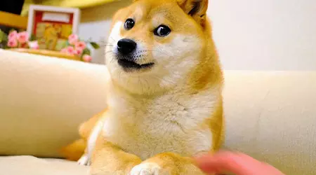 Kabosu, il cane del meme Doge, è morto nel suo 18° anno di vita