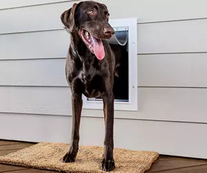 PetSafe Nuova porta a muro per ...