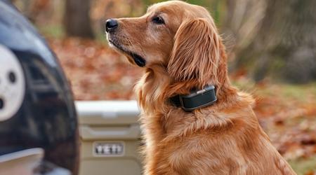 È stato presentato il primo guinzaglio virtuale per cani al mondo. Ma agli attivisti per i diritti degli animali non piacerà