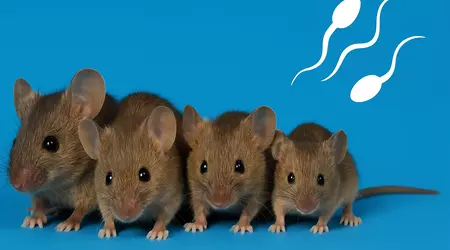 Topi senza madre: gli scienziati hanno creato topi sani da due spermatozoi