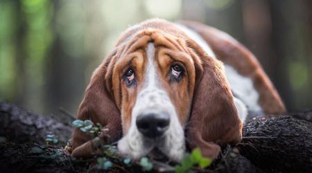 I cani non si annoieranno più! Gli scienziati hanno progettato una piattaforma di gioco per intrattenere i giocatori a quattro zampe
