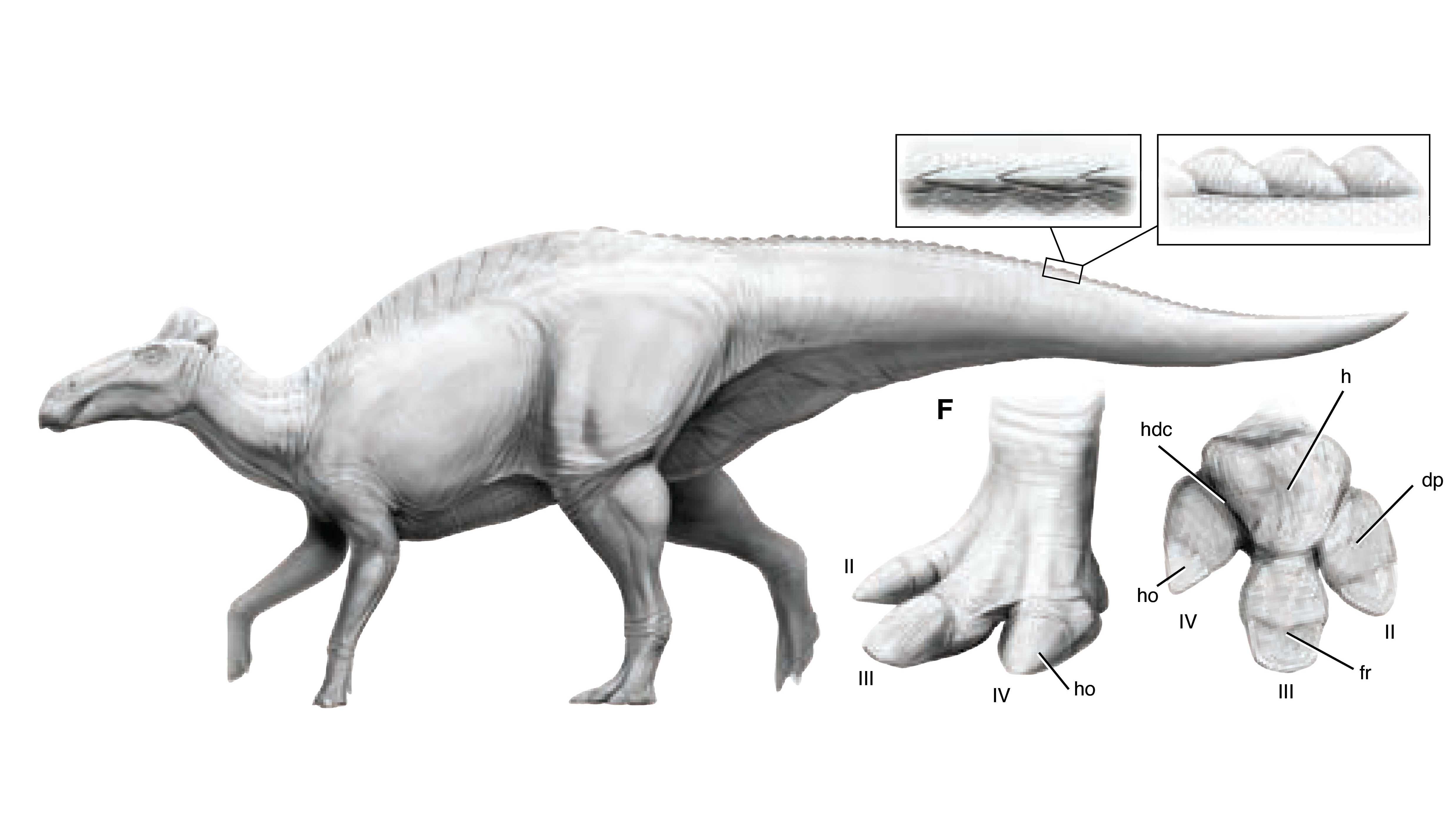 Immergersi nella Dinosauria: Il Notevole Edmontosaurus Annectens Edmontosaurus Annectens: Esplorando la Vita Affascinante degli Adrosauridi