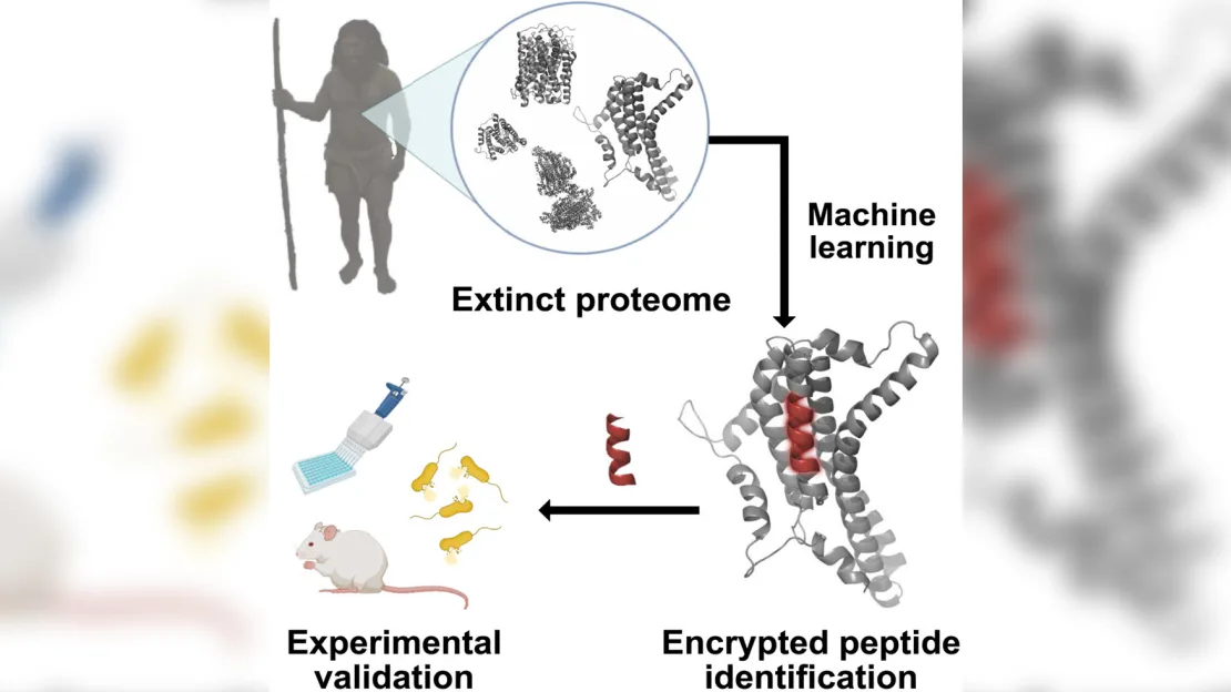 L'intelligenza artificiale ha riportato in vita le molecole antimicrobiche di Neanderthal per combattere i superbatteri-2 L'intelligenza artificiale ha riportato in vita le molecole antimicrobiche di Neanderthal per combattere i superbatteri-2