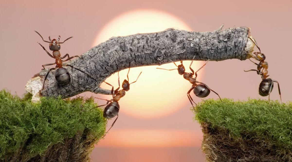 Sentirsi come un insetto: presentato il trailer di gameplay dell'insolito gioco di strategia Empire of the Ants Sentirsi come un insetto: presentato il trailer di gameplay dell'insolito gioco di strategia Empire of the Ants