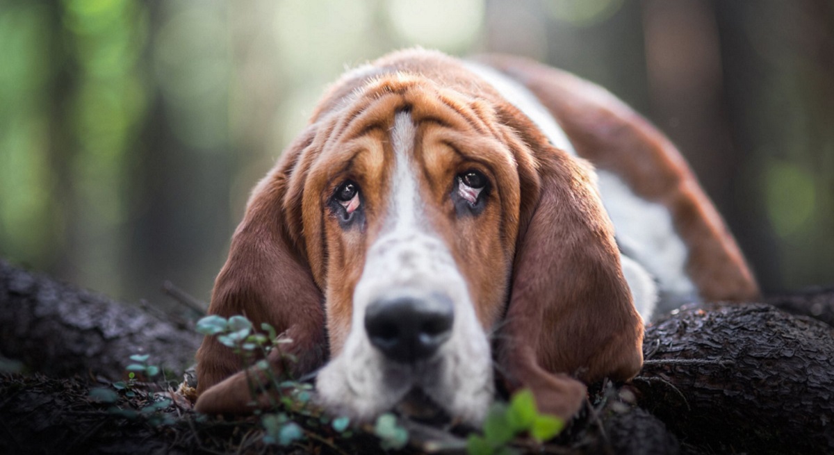 I cani non si annoieranno più! Gli scienziati hanno progettato una piattaforma di gioco per intrattenere i giocatori a quattro zampe I cani non si annoieranno più! Gli scienziati hanno progettato una piattaforma di gioco per intrattenere i giocatori a quattro zampe