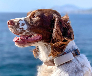 Recensione Tractive LTE GPS per la posizione del cane e il localizzatore di attività